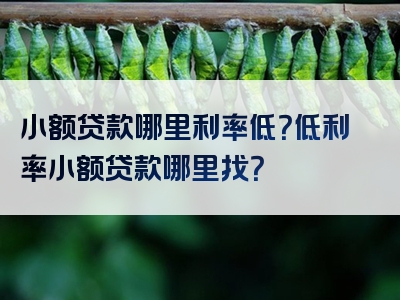 小额贷款哪里利率低？低利率小额贷款哪里找？